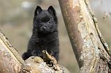 SCHIPPERKE 360